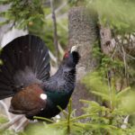 Ústavní soud odmítl stížnost kvůli omezení pohybu v části NP Šumava